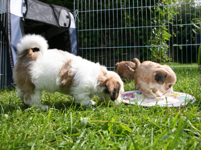 Bichon Havanais hvalpe hos Kennel Miki Nanoq
